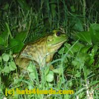 /home//u458753944/public_html/sourcegallery//Frogs/More bullfrogs/P9110722.JPG